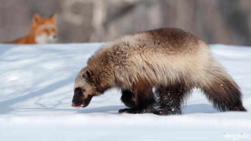 Animals kamchatka wolverine fox winter snow 78178 3840x2160