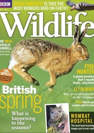 BBC Wildlife Magazine April 2017 (1)