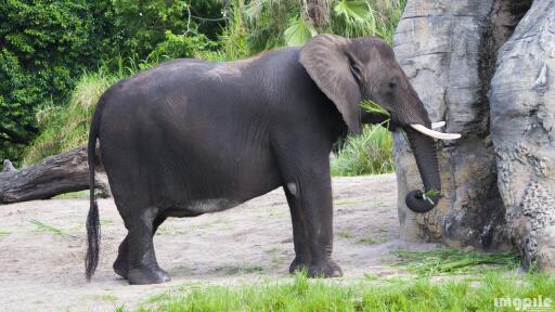 Animal kingdom elephant 1 28 2015 4k ultra hd