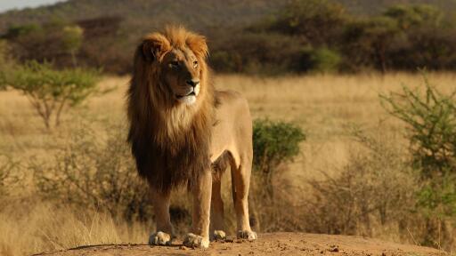 Wild cats animals photo lions africa nature ultra 3840x2160 hd wallpaper 207819 Wallpaper HD+ iPhone