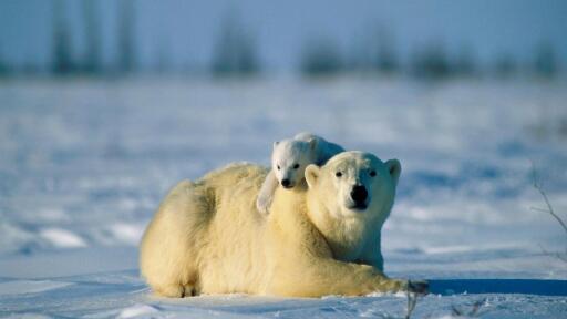 3840x2160 animals baby animals snow polar bears 21640