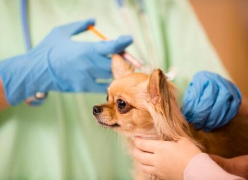 Best Animal Care Clinic for your pets
