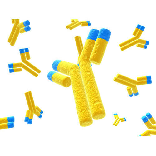 viral antibody Engineering