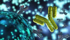 Ebola Virus antibody
