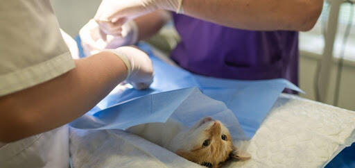 Get the best animal medical care for pets