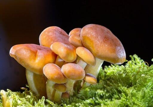 Fungal polysaccharides-mushrooms are also anti-diabetic