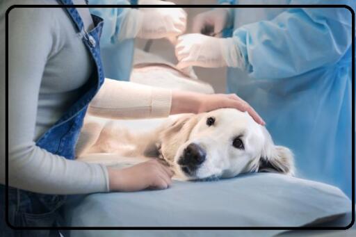Good-quality animal care service at pet clinic Jacksonville, FL