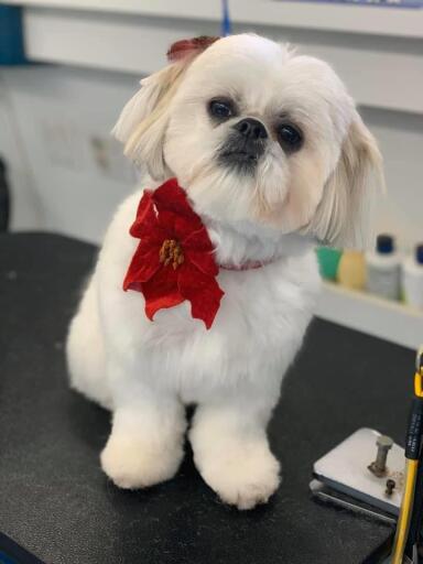 local dog grooming services