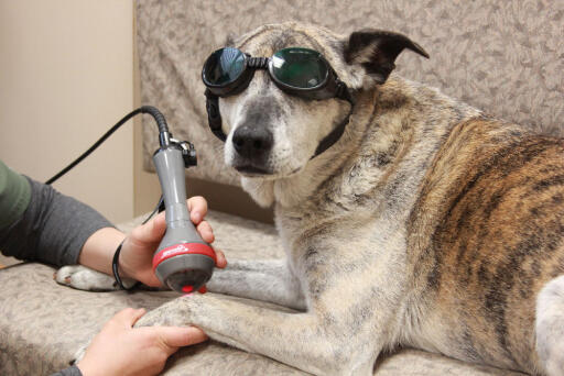 Best laser therapy treatment center for pets