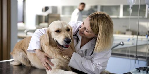 High Quality Medical Care for pets in Wichita, KS