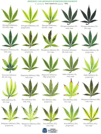 marijuana deficiency chart 2