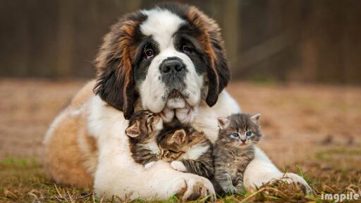 A dog with kittens