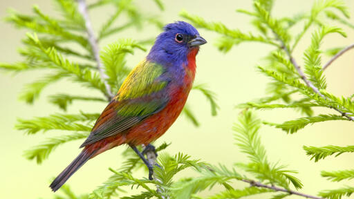 Painted Bunting (Passerina ciris) adult male, perched on cypress twig, U.S.A.
