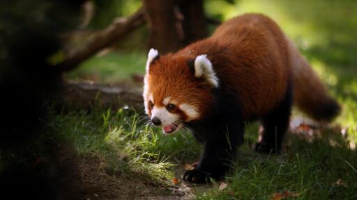 3840x2160 red panda animals 27181