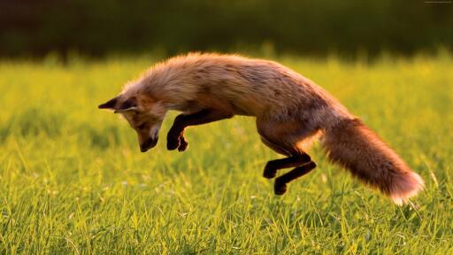 Red fox 3840x2160 green grass jumping sunny day wild nature 879 Wallpaper