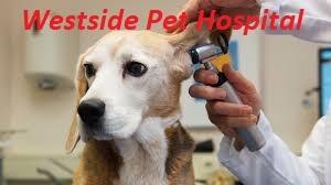 Excellent veterinary care center for pets