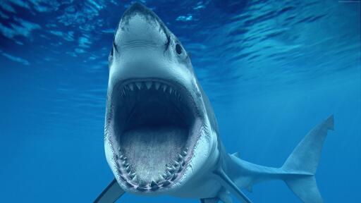 White shark 3840x2160 caribbean aruba tourism diving sharks jaws 912