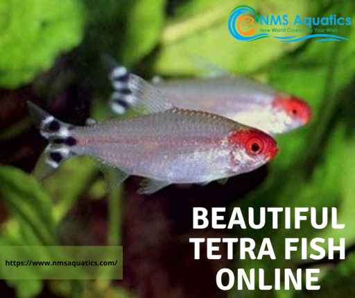 beautiful tetra fish onlinE