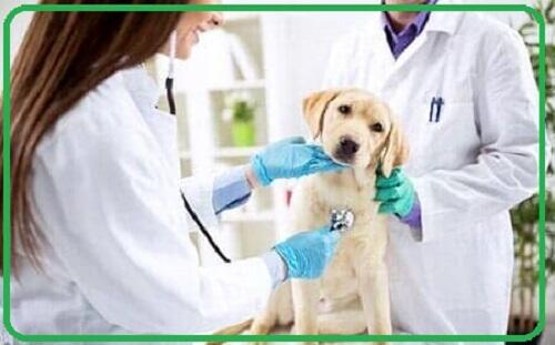 Animal Hospital Jacksonville, FL Is an Important Aspect of Your Pet Care Package