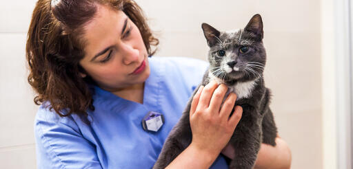 Three Important Reasons To Bring Your Cat To The Vet