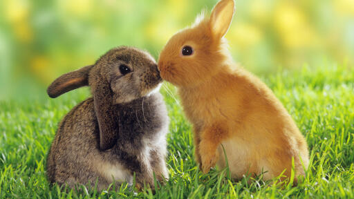 two dwarf rabbits - smooching restrictions:Tierratgeber-B&#252;cher / animal guidebooks, puzzles wor