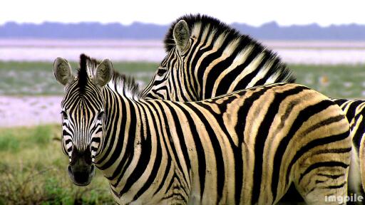 Animals of Africa Zebra striped like a tiger hd wallpaper