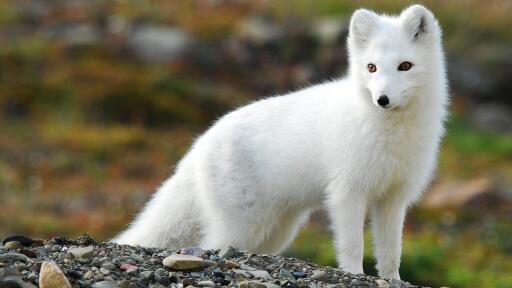 3840x2160 fox animals arctix arctic fox 3170