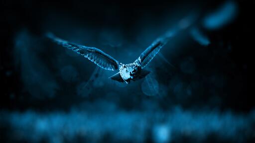 Night owl 2 HD Wallpaper
