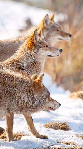High Definition Wolves wolves snow flock winter hunting 85369 2160x3840 Awesome Smartphone Wallpaper
