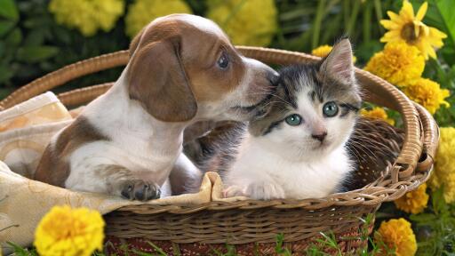 Puppy And Kitten In Basket Animals Picture HD+ iPhone Smartphone Computer Desktop Wallpaper