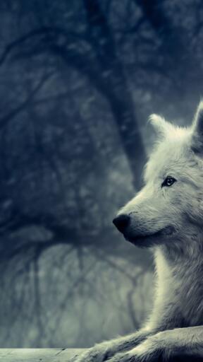 High Definition Wolves calm grey wolf wallpprs.com Awesome Smartphone Wallpaper