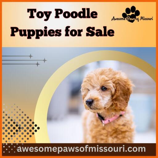 Toy Poodle puppies for sale: Adorable and delightful companion
