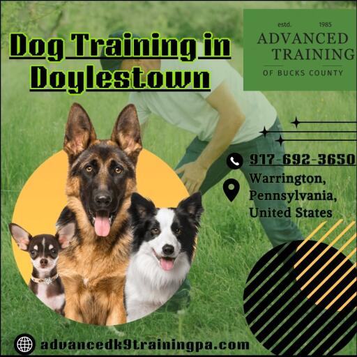 Dog Training in Doylestown: A Happier, Healthier Dog Starts Here