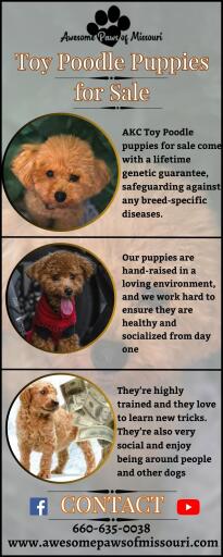 AKC Toy Poodle puppies for sale: Lifetime Genetic Guarantee
