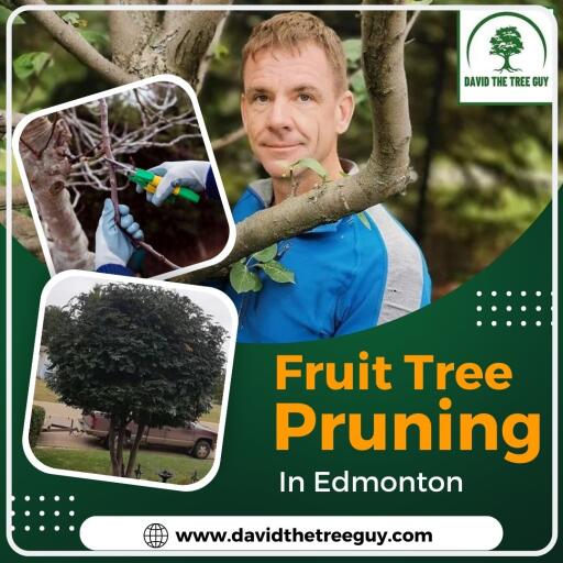 Fruit Tree Pruning in Edmonton