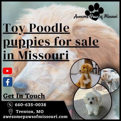 Toy Poodle puppies for sale in Missouri: Bring ball Of Energy to Your Home