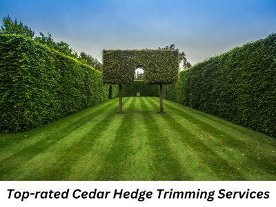 Get the Top-rated Cedar Hedge Trimming Services