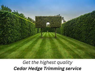 Get the highest quality cedar hedge trimming service.
