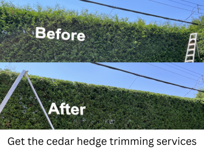 Get the best cedar hedge trimming services.