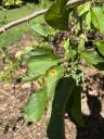 Rescued Tree Leaves 2