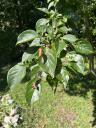 Under Walnut Tree leaves and fruit 2