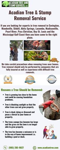 Picayune Tree Removal | Acadian Tree and Stump Removal Service