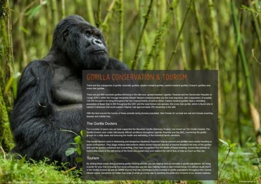 Natural World Safaris The Completee Guide To Gorilla Tracking (3)