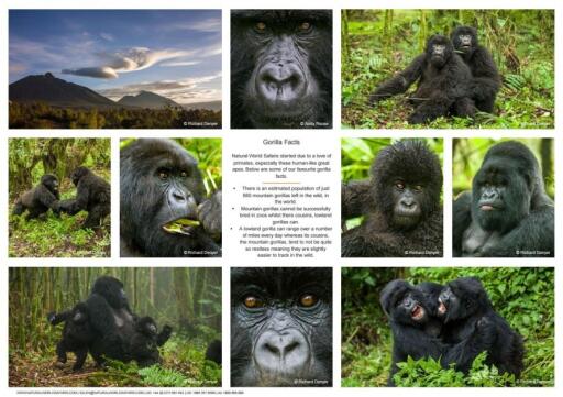 Natural World Safaris The Completee Guide To Gorilla Tracking (2)