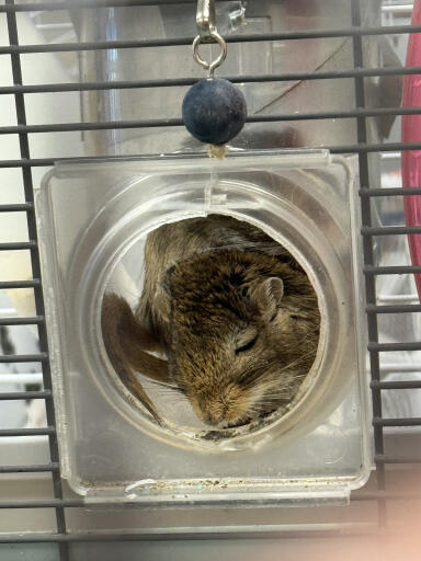 Cute baby rodents sleeping