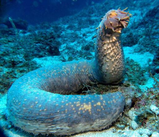 ocean creatures sea cucumber giant