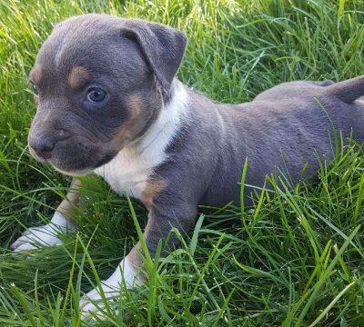 American Bully for Sale in USA