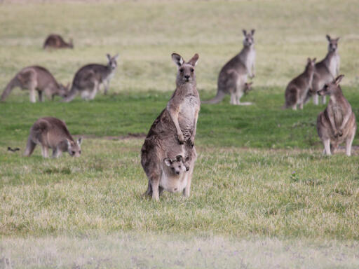 Kangaroo Tour
