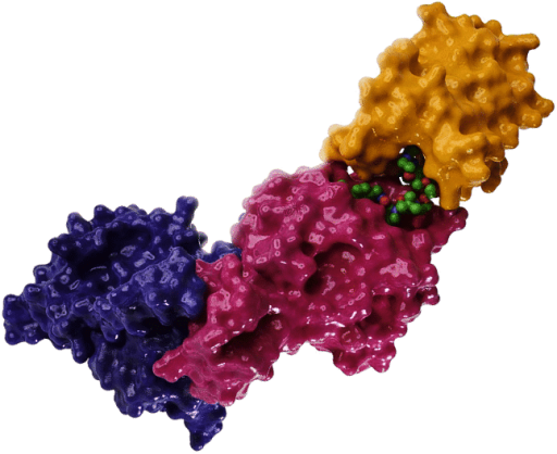 ubiquitin-proteasome system (UPS)
