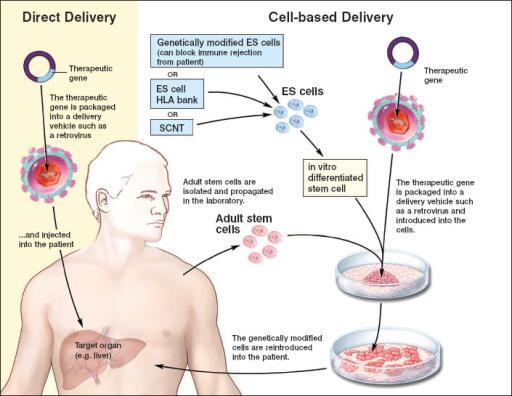 Development-of-Stem-Cell-as-Gene-Delivery-System-1